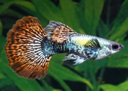 Guppy mâle select halfmoon...