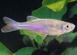 Danio perlé