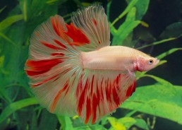 Betta HM select mâle...