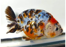 Ranchu grade A calico