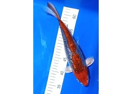 Carpe koi A 30-35 cm Photo...