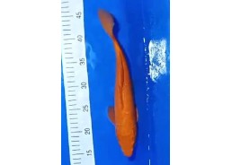 Carpe koi A 30-35 cm Photo...