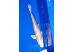 Carpe koi A 30-35 cm Photo...