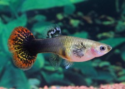 Guppy femelle select tuxedo...