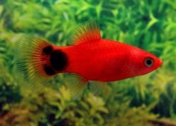 Platy rouge mickey
