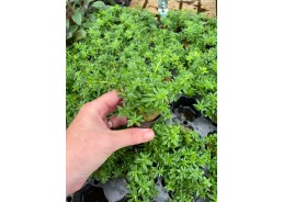 Limnophila hippuridoides -...