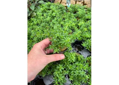 Limnophila hippuridoides - Pot de 5cm