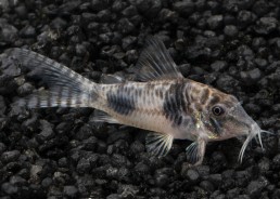 Corydoras sp. peru