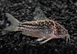 Corydoras elegans