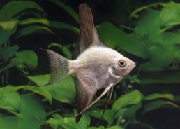 Scalaire select bulgarian...