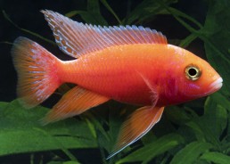 Aulonocara sp. peacock...