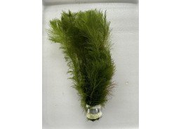Myriophyllum pinnatum...