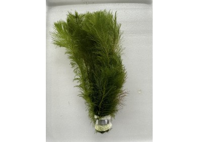 Myriophyllum pinnatum (green) - Bouquet
