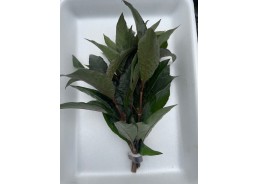 Nomaphila siamensis- Bouquet