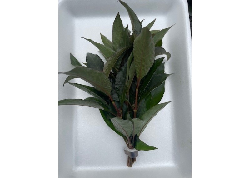 Nomaphila siamensis- Bouquet