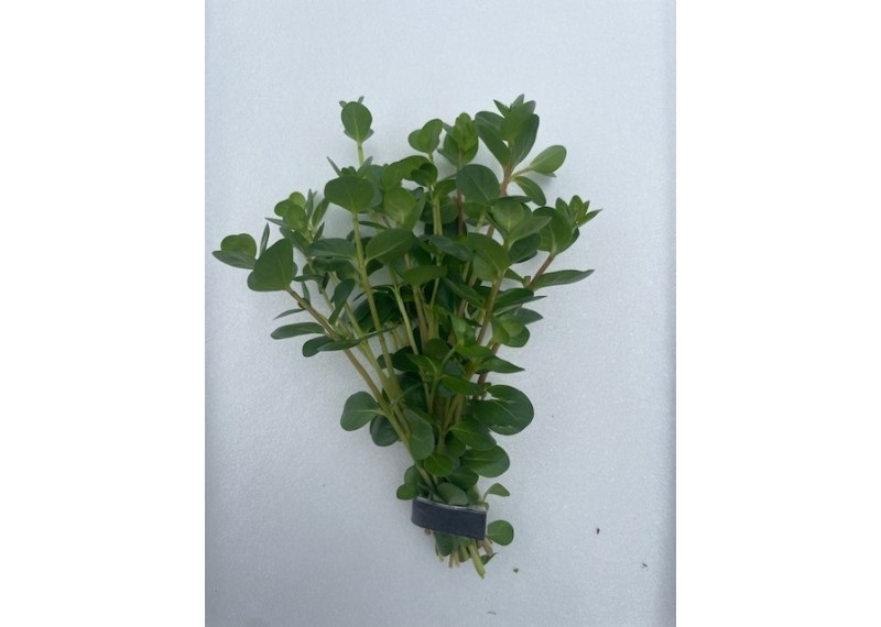 Rotala rotundifolia - Bouquet