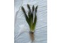 Vallisneria giganthea - Bouquet