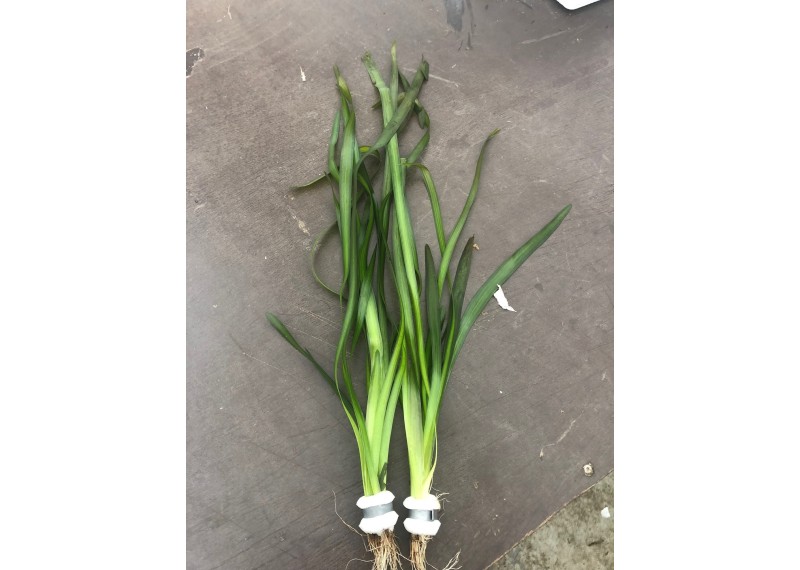 Vallisneria giganthea rubra - Bouquet