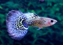 Guppy mâle premium Eur....