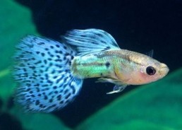 Guppy mâle premium Eur....