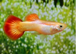 Guppy mâle premium Eur. flame
