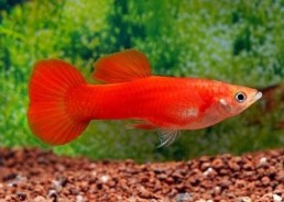 Guppy mâle premium Eur....