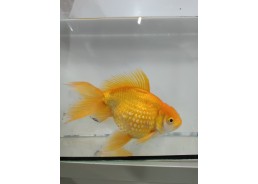 Japonais sur photo 22 (20cm)