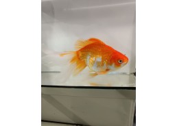 Japonais sur photo 23 (20cm)