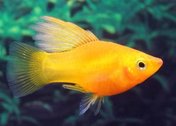 Platy voile variatus marigold
