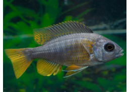 Aulonocara sp. peacock blue