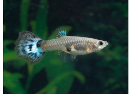 Guppy femelle select bleu...