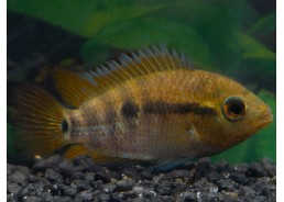 Herotilapia multispinosa