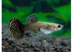 Guppy femelle select mosaic