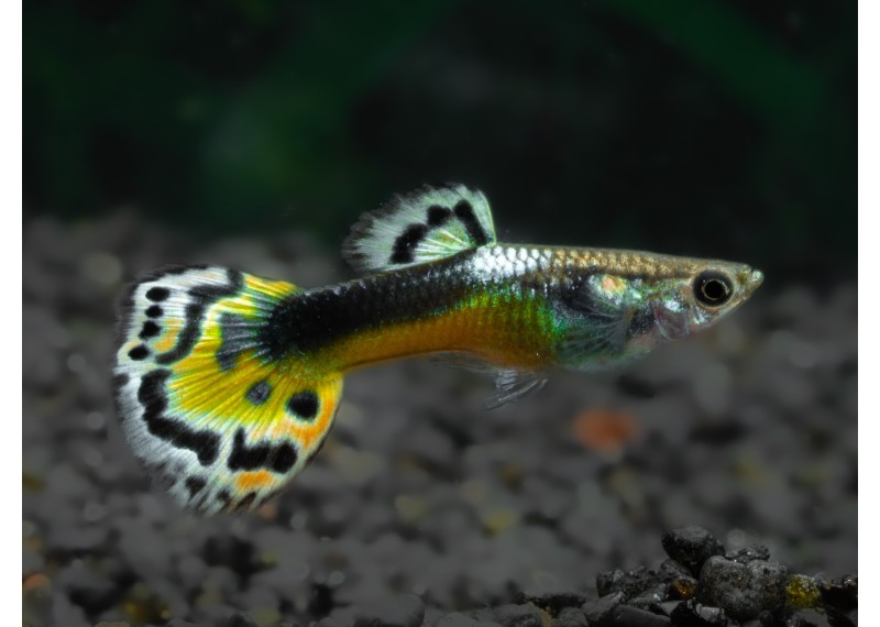 Guppy mâle cobra vert tuxedo