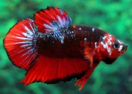 Betta plakat mâle select...