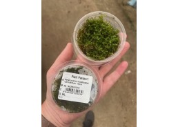 Christmas mousse - Cup 80cc