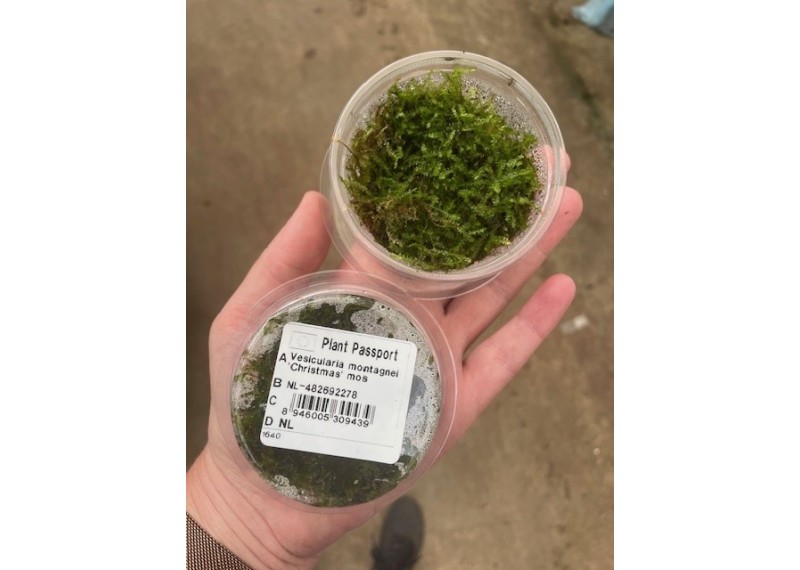 Christmas mousse - Cup 80cc