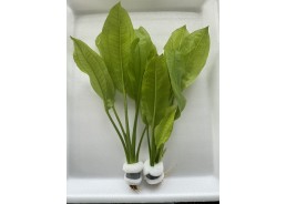 Echinodorus paniculatus...