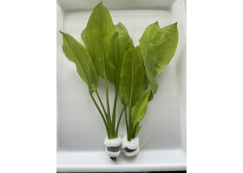 Echinodorus paniculatus (amazone) - Bouquet