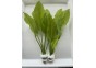 Echinodorus paniculatus (amazone) - Bouquet