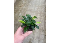 Anubias mini - Pot de 5cm