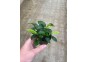 Anubias mini - Pot de 5cm