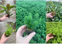 Assortiment Pots 5 cm (9x6)