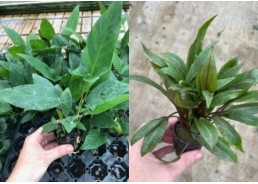 Assortiment Pots 5 cm -...