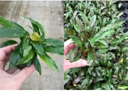 Assortiment Pots 5 cm -...