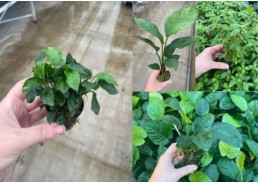 Assortiment Anubias mix pot...