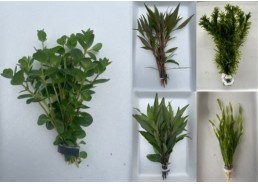 Assortiment 100 bouquets...