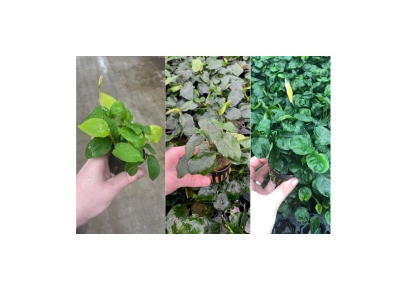 Lot 20 pots 5cm 6 : avec anubias