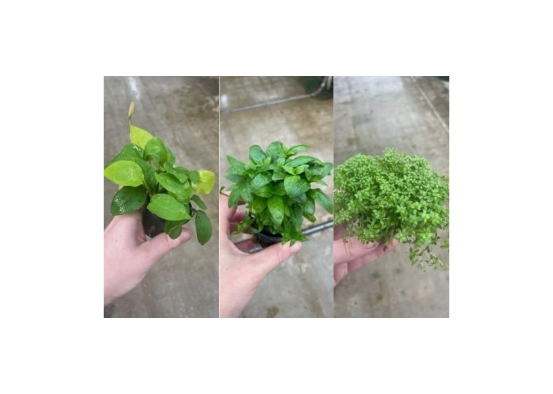 Assortiment 4x5 pots 5cm Avant plan