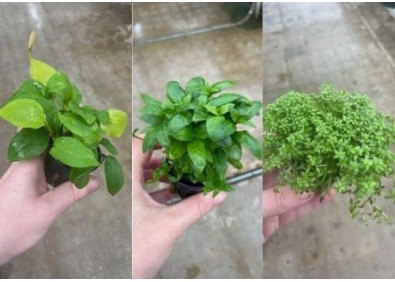 Assortiment 4x5 pots 5cm Avant plan